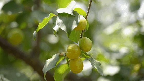 果期仅15天，*安泰**半野生珍珠杏！一口咬下满满桂花香，从牙齿蜜甜到腰！|吃货精选