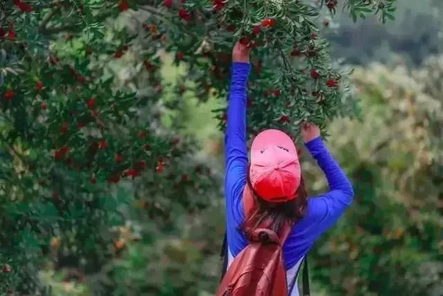 今年的杨梅哪里有采摘的,端午节摘杨梅的地方
