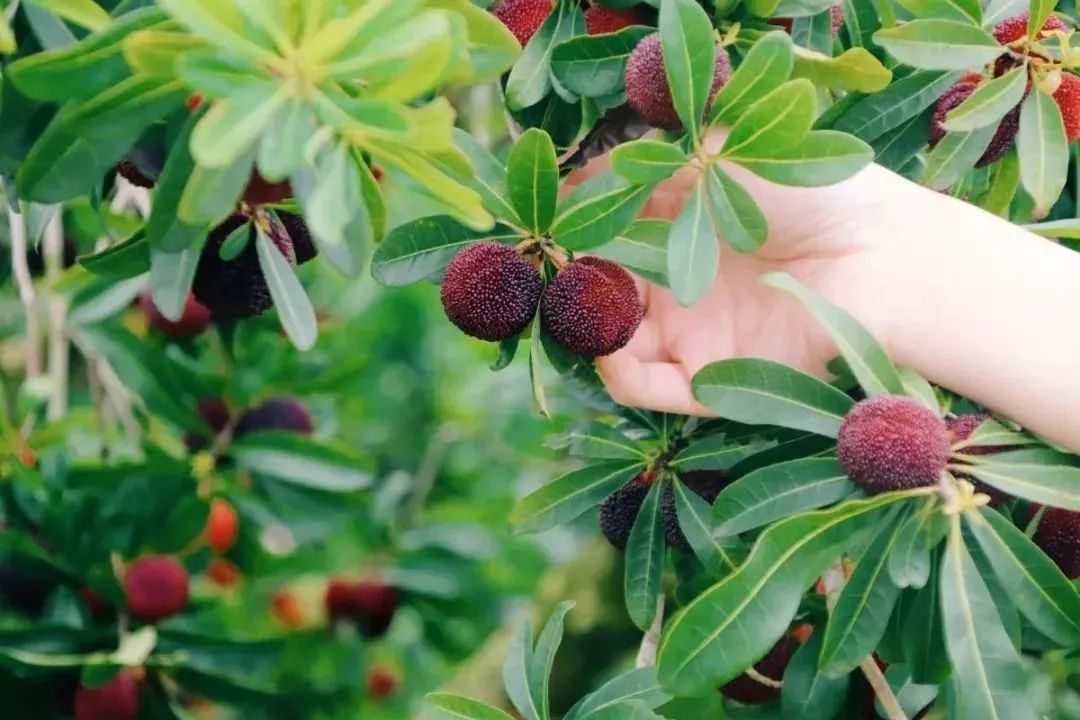 今年的杨梅哪里有采摘的,端午节摘杨梅的地方