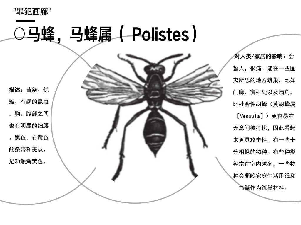 跳蚤被国王当成宠物来养,养个跳蚤当宠物