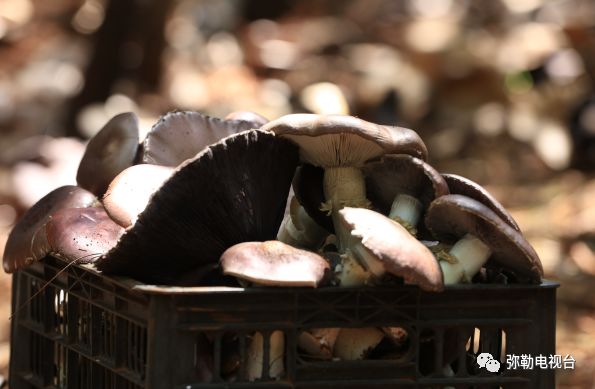 弥勒美食必吃推荐,云南弥勒美食野生菌