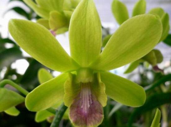 石斛怎么用才能养好,养石斛怎么养最好石斛才不死