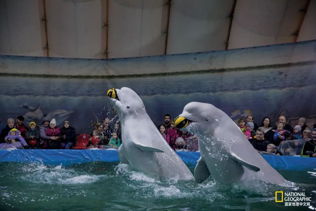 濒临灭绝的野生动物表演,动物表演的背后有多残忍