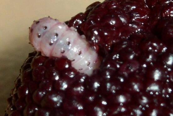 樱桃里有虫子樱桃还能吃吗,樱桃里面有虫子吃了有什么影响吗