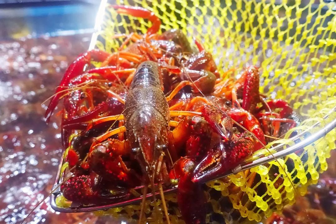 广州帝王蟹去哪买,番禺帝王蟹