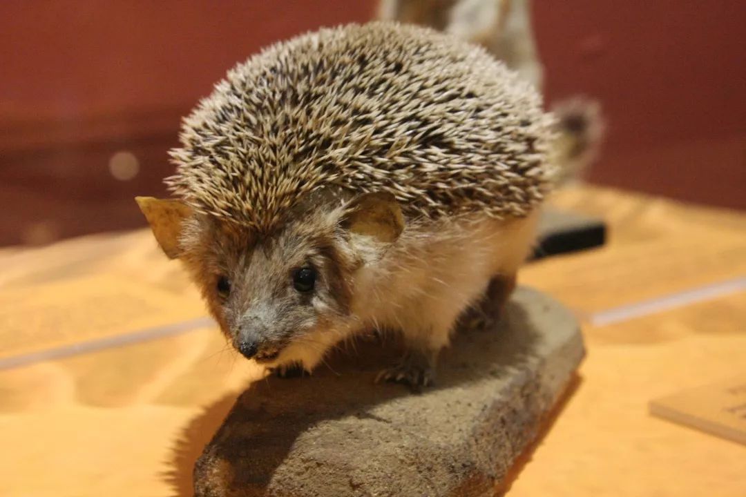 扎刺星人百科,扎星人刺猬养成攻略