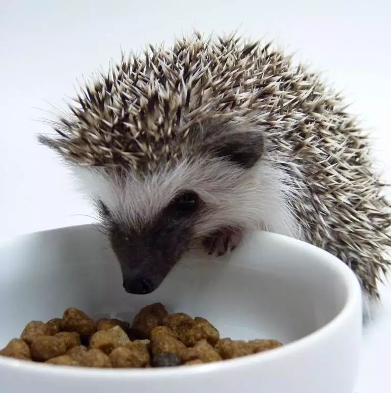 扎刺星人百科,扎星人刺猬养成攻略