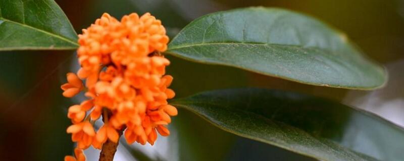 怎么区分桂花品种,紫桂花哪个品种好