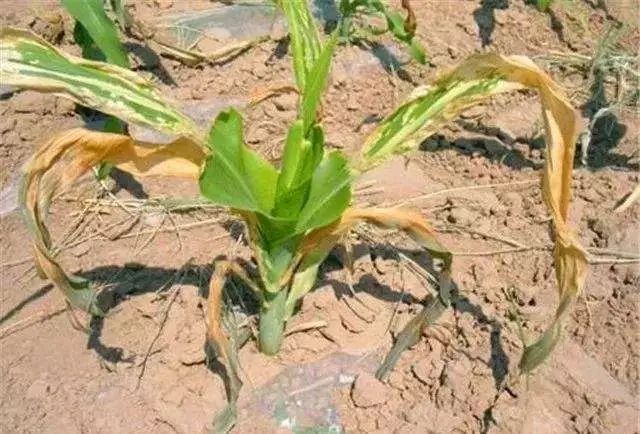 化肥烧苗是什么原因引起的,化肥烧苗特大案件