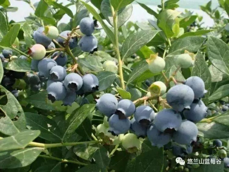 滁州大动作规划,滁州下周有什么发展