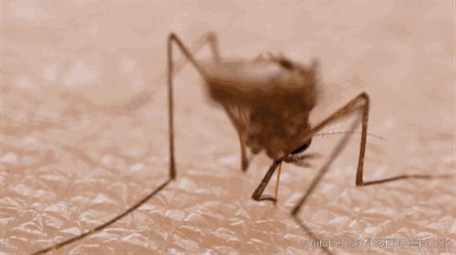 被蚊子咬了特别痒怎么快速止痒,被蚊子咬了一直很痒怎么快速止痒