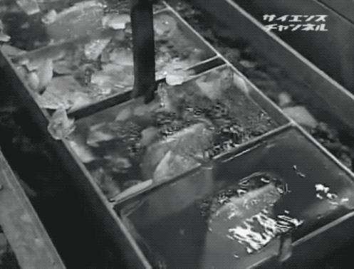 心静自然凉透心凉,心静自然凉的视频怎么做的