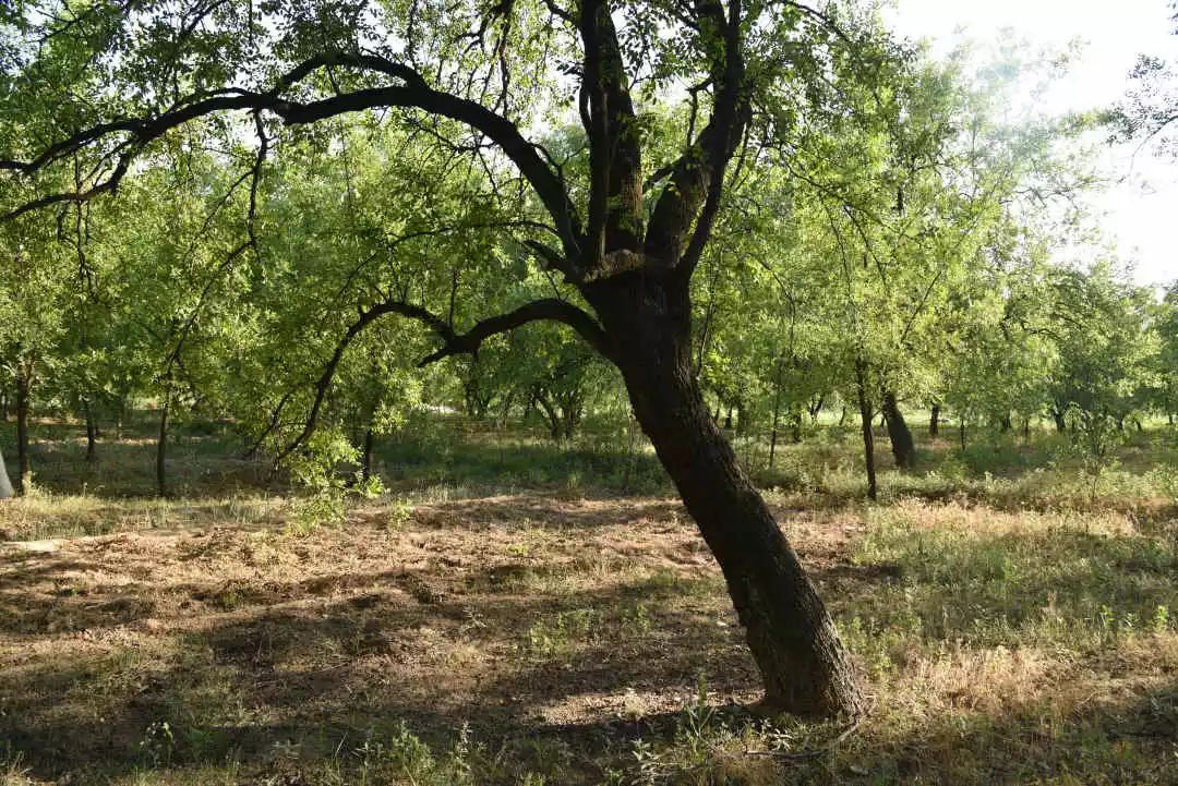 等你!认领相枣树,延续你与它的千年之约~