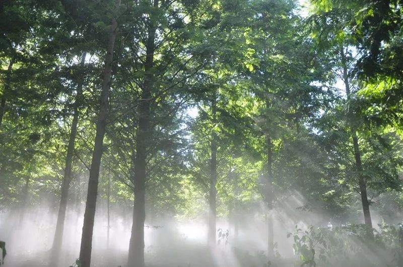 七月寻凉首选地！离上海车程仅1.5h，藏着座解暑小城！赏花赏水更赏情，藏着让人静下来的神奇魔力