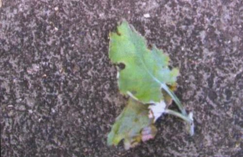 牙痛名医治疗案例,治牙痛偏方绝招立竿见影