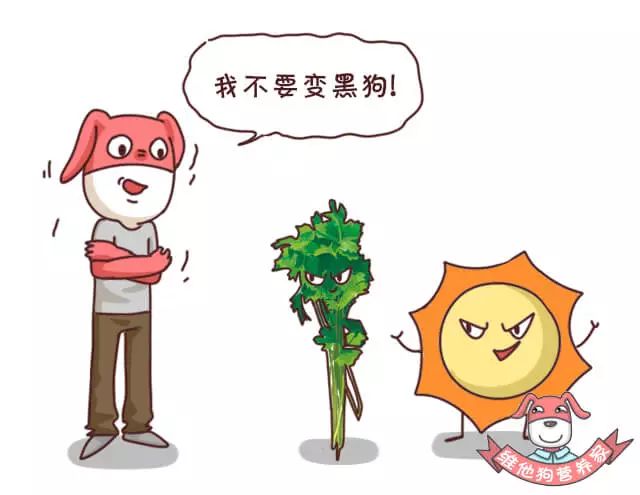 怎样吃感光食物不会晒黑,预防晒黑应该吃的食物