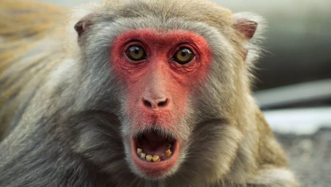 骗8万名现金贷老哥1600万,前隆金融前技术总监被捕,聚合支付违规提供通道