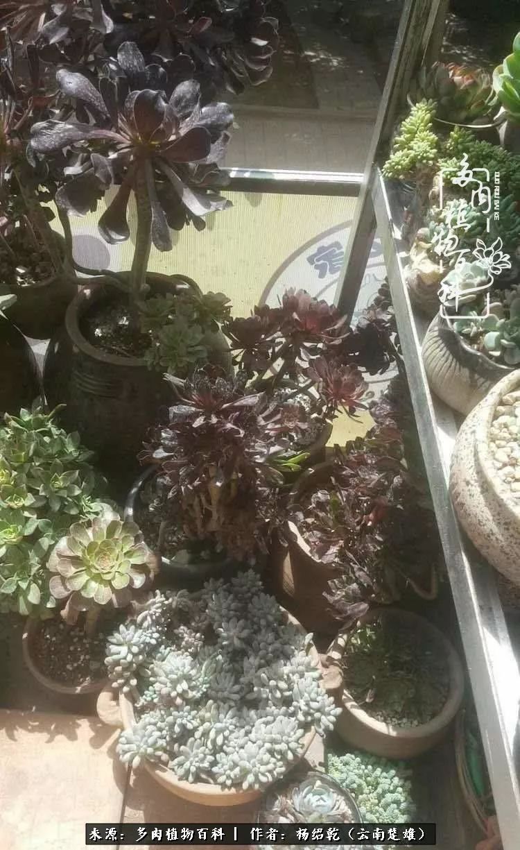 梦中的多肉植物,梦中的多肉花园图片