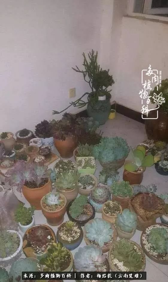 梦中的多肉植物,梦中的多肉花园图片