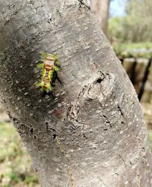 灭它！啃食叶片，蜇人还巨疼~