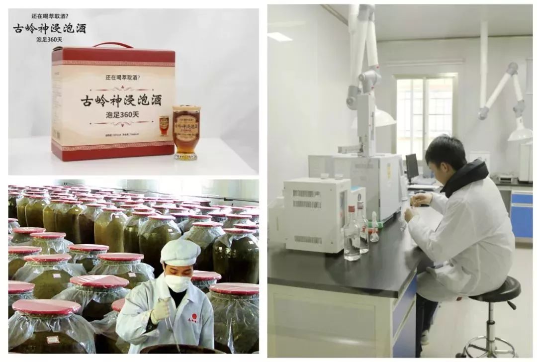 2000元买人参泡酒15年,男子2000买人参泡酒后竟复活