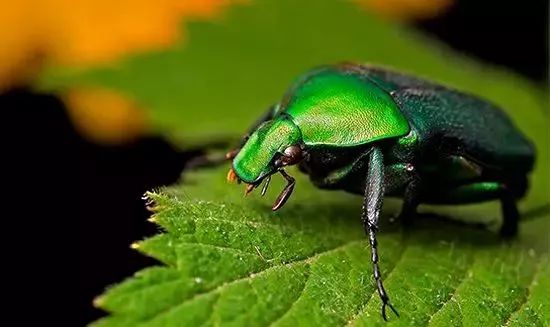 辰山植物园最近有什么活动,动植物园夏令营