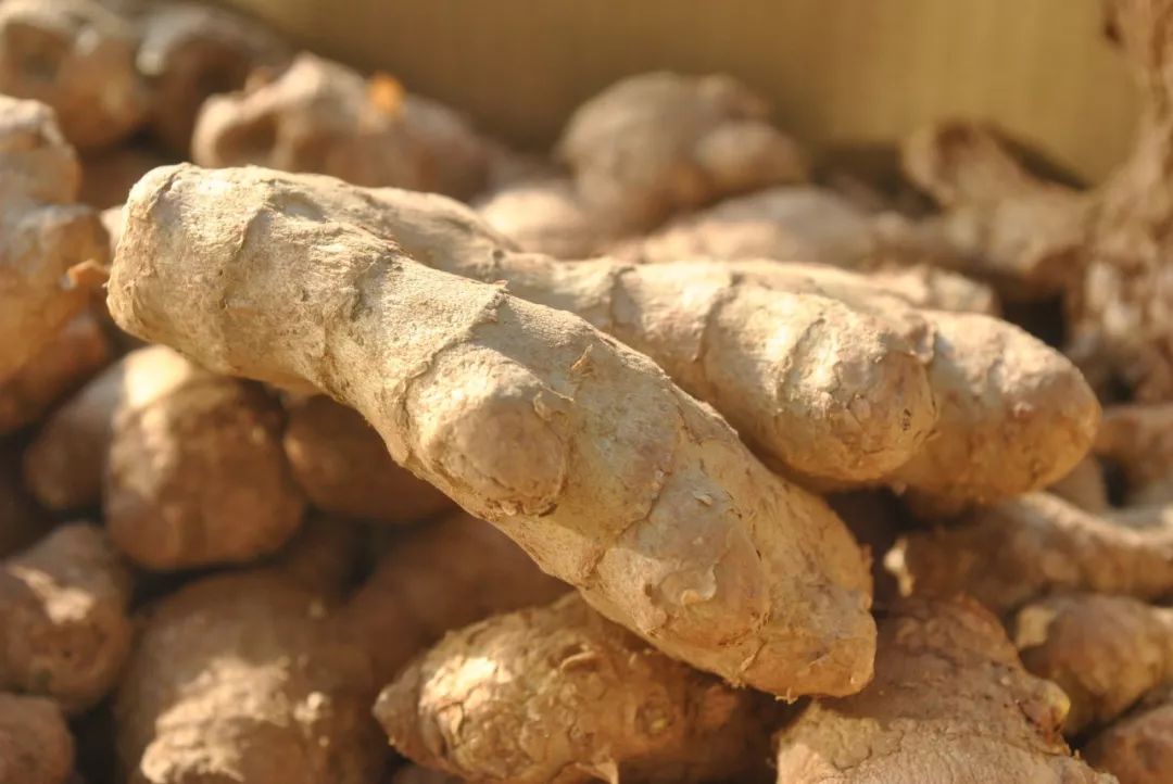 夏吃生姜的六大好处和五大禁忌,冬病夏治夏季多吃生姜