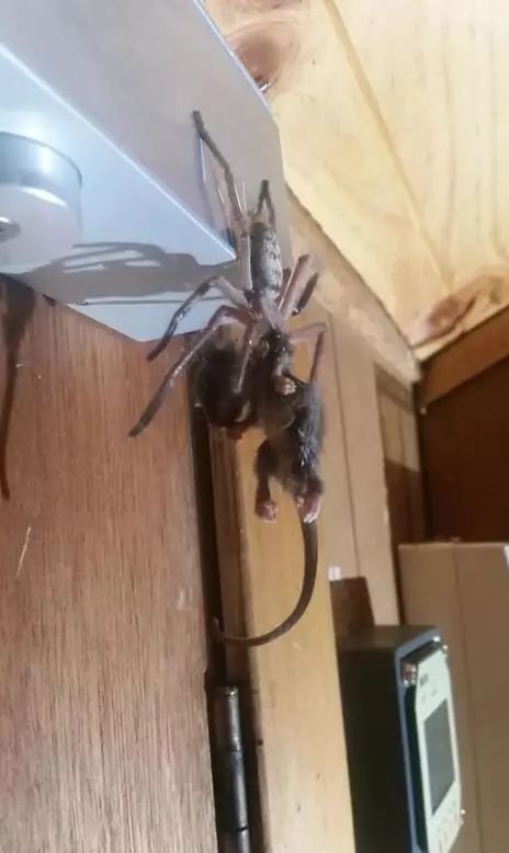 澳大利亚现巨型蜘蛛,澳大利亚巨型蜘蛛在哪出现