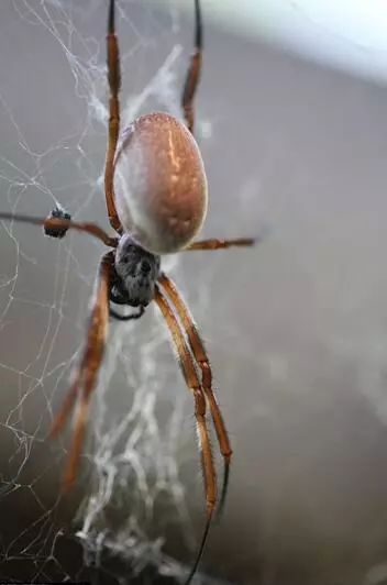 澳大利亚现巨型蜘蛛,澳大利亚巨型蜘蛛在哪出现