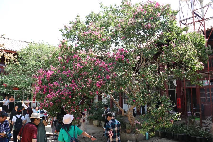 「人文宾川」古院沧桑，古树依然，这里的“花海”盛开在六月——李氏宗祠火把花