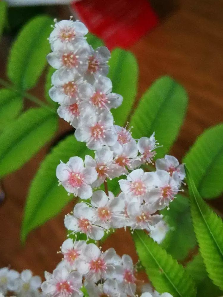 华北珍珠梅的解剖图,雪白雪白的梅花