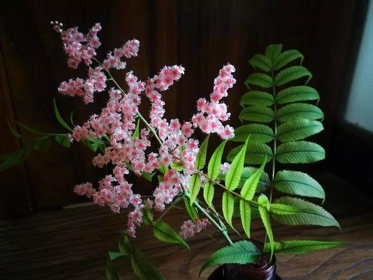 华北珍珠梅的解剖图,雪白雪白的梅花