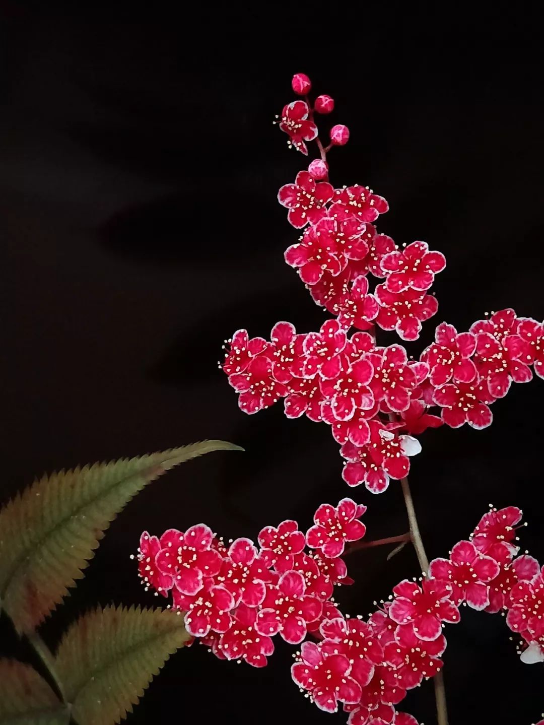 华北珍珠梅的解剖图,雪白雪白的梅花