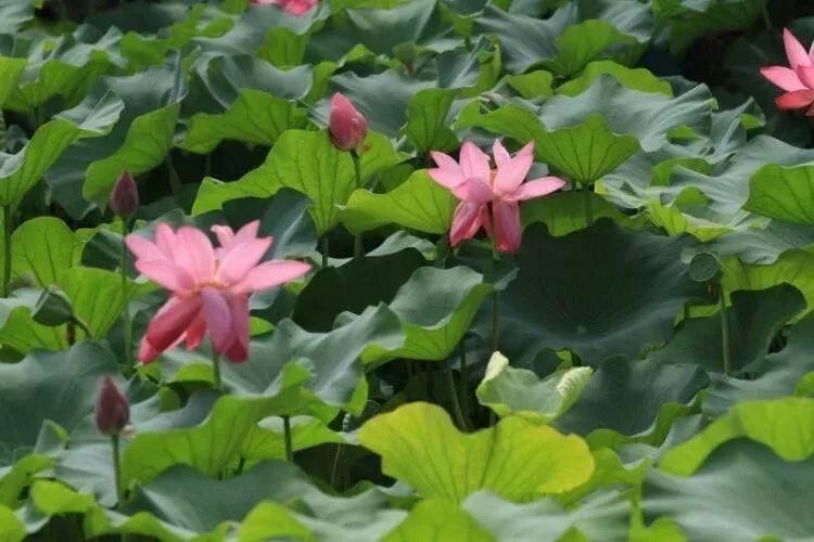 上海赏荷花最好的地方,上海秋冬拍荷花最佳地点