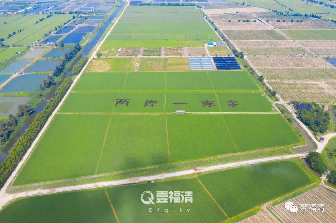 福建两岸融合发展新闻发布会,福建新闻联播水稻制种