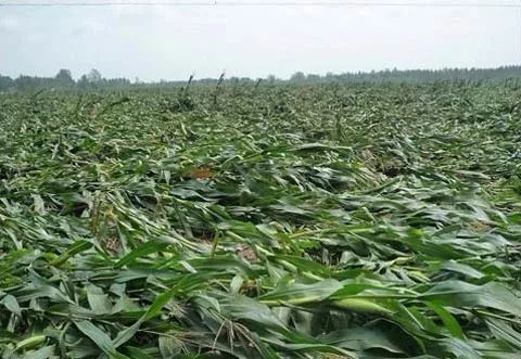 玉米是浅种好还是深种好,玉米是深耕好还是浅耕好