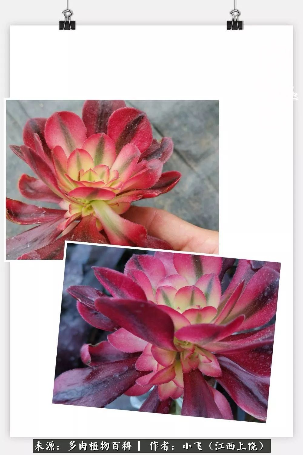 购买美杜莎衣服,法师锦和红覆轮锦一样吗