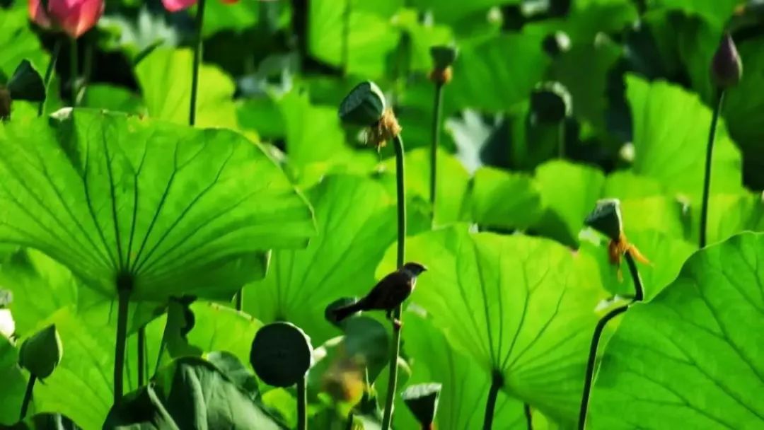 醉美荷花季,醉美荷花花海图片