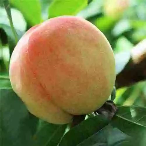 别怪俺没提醒你！这几天千万别去蓬莱，不然有你好果子吃！