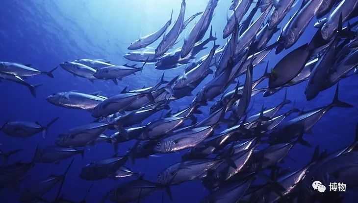 鱼丸是鱼蛋么,鱼丸里面为什么没有鱼