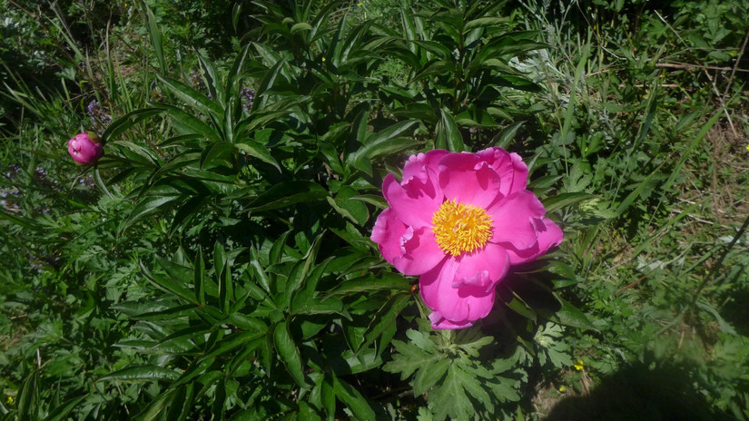 美丽芍药谷,云雾缭绕人间仙境芍药谷