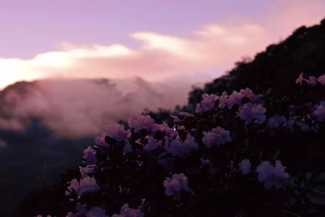 山南在哪里买手机,山南在哪里卖黄金