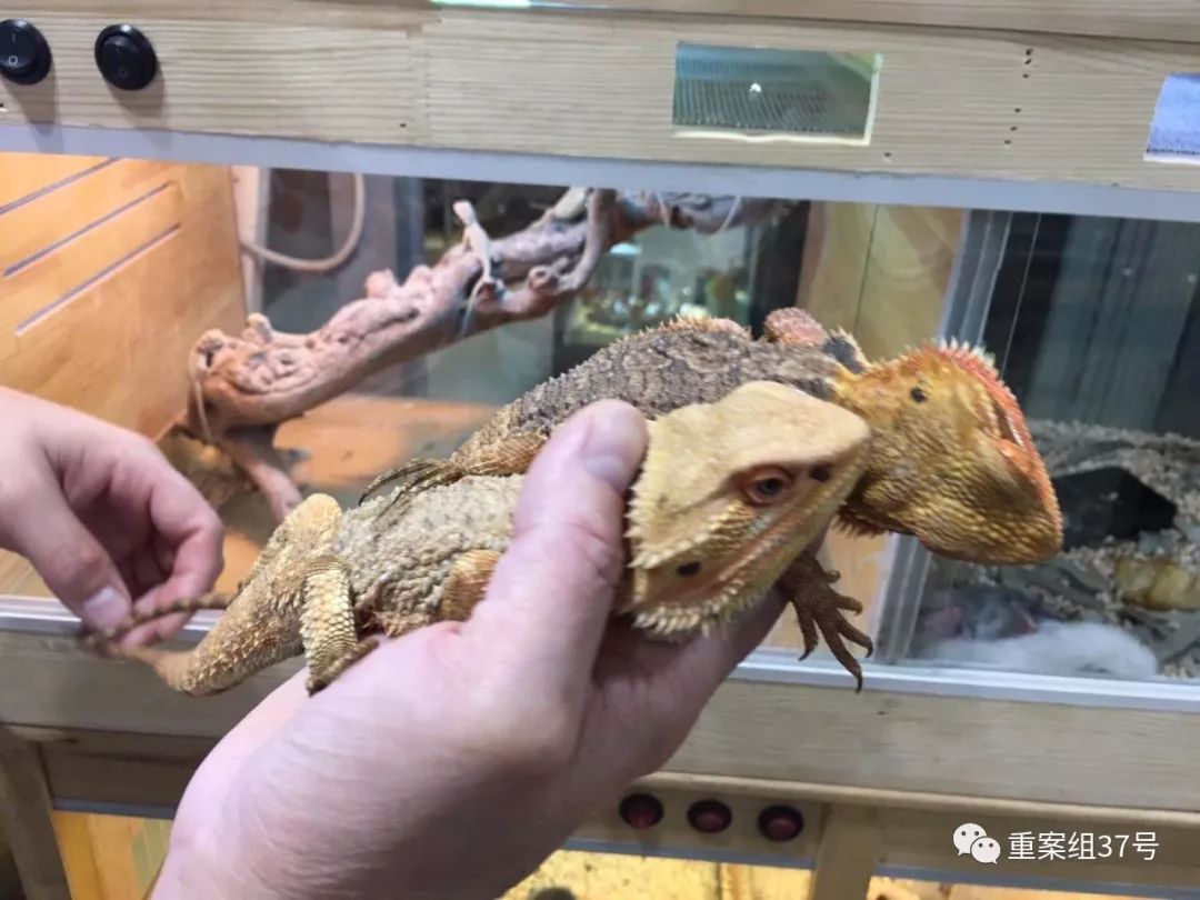 2000元巨蜥与10年刑期，爬宠圈商机背后涉法之争