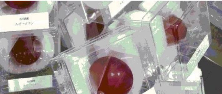 到日本才知道的事情,到日本才知道的事