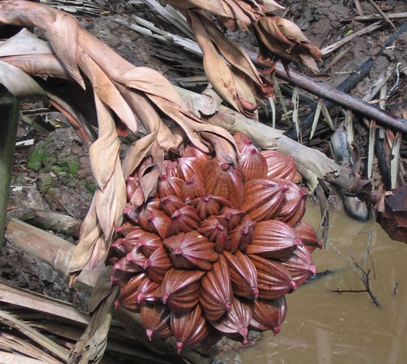 omg美食一览表,omg甜品吃法大全