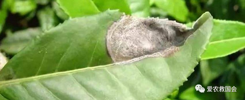 炭疽病防控方案,炭疽病的防治方法茶花