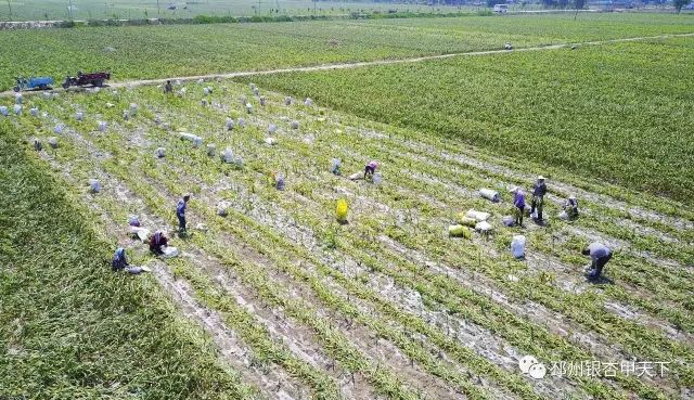 今天，人民网聚焦邳州：小蒜头撬动百亿级大产业