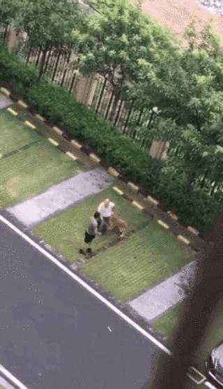 警方回应金毛犬案最新进展！顺德金毛咬死贵宾被打死视频打死金毛者身份信息曝光