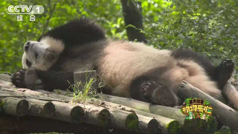 为啥大熊猫长大了那么脏不给糖,大熊猫为何会白化