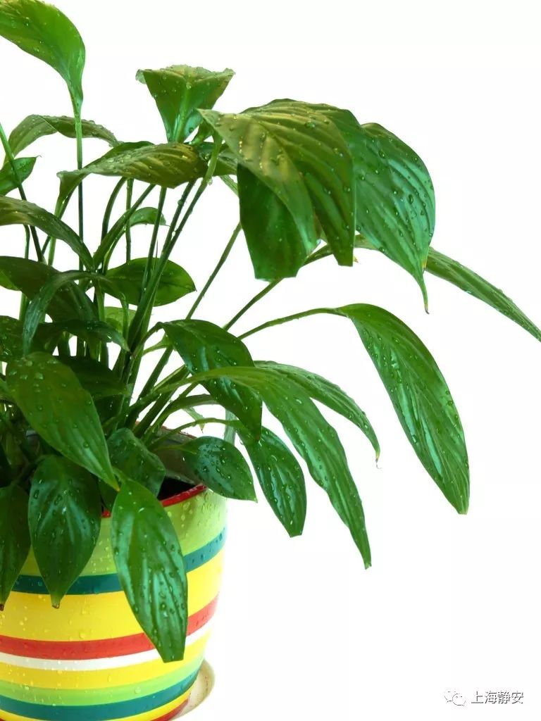 吸收甲醛最佳的十种植物排行榜,吸甲醛最快最有效的植物排名